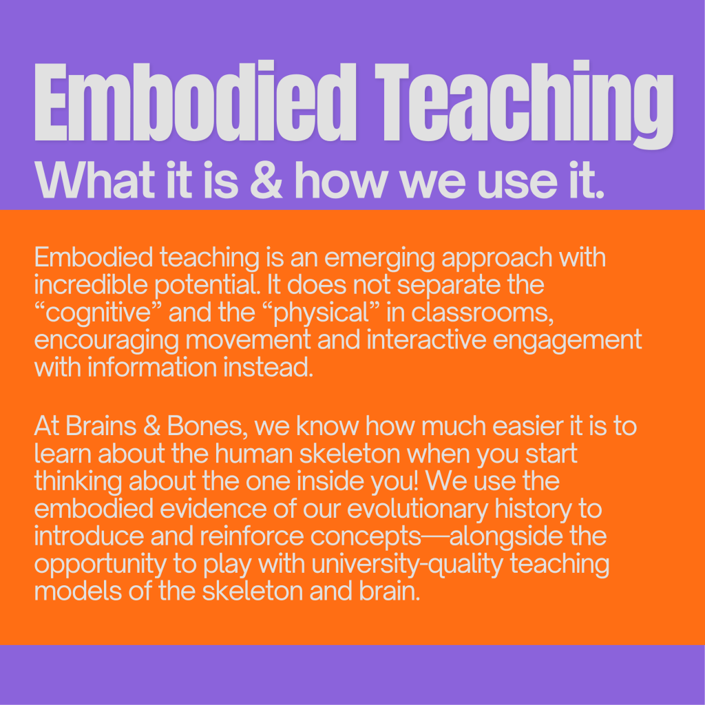 Embodied teaching: what it is and how we use it. 
Embodied teaching is an emerging approach with incredible potential. It does not separate the “cognitive” and the “physical” in classrooms, encouraging movement and interactive engagement with information instead. At Brains and Bones, we know how much easier it is to learn about the human skeleton when you start thinking about the one inside you! We use the embodied evidence of our evolutionary history to introduce and reinforce concepts—alongside the opportunity to play with university-quality teaching models of the skeleton and brain. 
